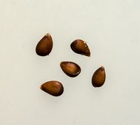 Red Fuji apple seeds